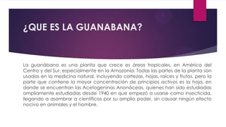¿QUE ES LA GUANABANA?


La guanábana es una planta que crece es áreas tropicales, en América del
Centro y del Sur, especialmente en la Amazonía. Todas las partes de la planta son
usadas en la medicina natural, incluyendo cortezas, hojas, raíces y frutos, pero la
parte que contiene la mayor concentración de principios activos es la hoja, en
donde se encuentran las Acetogeninas Anonáceas, quienes han sido estudiadas
ampliamente estudiadas desde 1940 en que empezó a usarse como insecticida,
llegando a asombrar a científicos por su amplio poder, sin causar ningún efecto
nocivo en animales y el hombre.
 