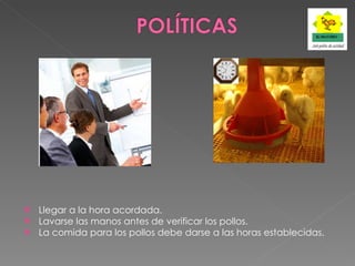 Llegar a la hora acordada. Lavarse las manos antes de verificar los pollos. La comida para los pollos debe darse a las horas establecidas. 