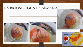 EMBRION SEGUNDA SEMANA
 