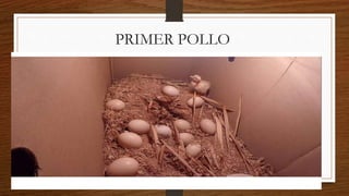 PRIMER POLLO
 