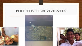 POLLITOS SOBREVIVIENTES
 