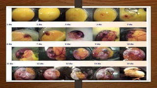 Proyecto desarrollo de un nuevo ser