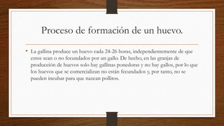 Proceso de formación de un huevo.
• La gallina produce un huevo cada 24-26 horas, independientemente de que
estos sean o no fecundados por un gallo. De hecho, en las granjas de
producción de huevos solo hay gallinas ponedoras y no hay gallos, por lo que
los huevos que se comercializan no están fecundados y, por tanto, no se
pueden incubar para que nazcan pollitos.
 