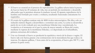 • El huevo es esencial en el proceso de reproducción. La gallina selecta inicia la puesta
de huevos hacia las 20 semanas de vida, tras un período de crecimiento y desarrollo
adecuados que le permiten alcanzar la madurez sexual. El aparato reproductor de la
hembra está formado por ovario y oviducto, resultando funcionales únicamente los
izquierdos.
• El ovario de la gallina contiene más de 4000 óvulos microscópicos. De ellos, solo un
reducido número llegará a desarrollarse y constituir una yema. La yema se desarrolla a
partir de un óvulo rodeado por una membrana folicular muy vascularizada. La
ovulación es el momento en el que la yema de mayor tamaño se libera del ovario,
mediante la ruptura de la membrana folicular, y es depositada en el infundíbulo,
primera estructura del oviducto.
• Una vez formado el huevo se producirá la expulsión a través de la cloaca o vagina. El
huevo sale con fuerza gracias a las contracciones de la musculatura lisa que rodea a la
mucosa. En algunas gallinas, 1 hora antes de la ovoposición, el huevo gira 180 ºC y sale
primero la parte roma.
 