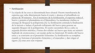 • Fertilización
• La cópula de las aves es denominada beso cloacal. Ocurre transferencia de
esperma que sube directamente hacia el ovario y alcanza el infundíbulo en
menos de 30 minutos . En el momento de la fertilización, el esperma rodea el
huevo y penetra el plasmalema en el blastodisco. La membrana vitelina se
encarga de bloquear la polispermia [1]. La fertilización estimula la finalización
de la meiosis e induce el periodo refractario del huevo para generar un
segundo bloqueo de la polispermia. El oocito secundario lleva a cabo su
segunda división mitótica y forma dos células: un huevo que tiene un número
haploide de cromosomas y un cuerpo polar no funcional. El núcleo del huevo
crece y se convierte en el pronúcleo femenino. La fertilización se completa
cuando se fusionan el pronúcleo femenino y el masculino y dan origen al
cigoto. [1] estas aves son oviparas
 