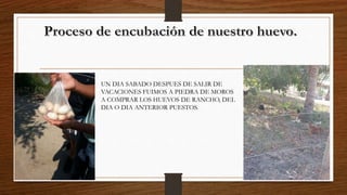 UN DIA SABADO DESPUES DE SALIR DE
VACACIONES FUIMOS A PIEDRA DE MOROS
A COMPRAR LOS HUEVOS DE RANCHO, DEL
DIA O DIA ANTERIOR PUESTOS.
 