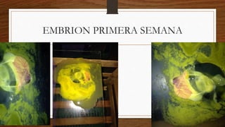 EMBRION PRIMERA SEMANA
 