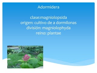 Adormidera 
clase:magniolopsida 
origen: cultivo de a dormilonas 
división: magniolophyda 
reino: plantae 
 