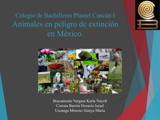 Colegio de Bachilleres Plantel Cancún I
Animales en peligro de extinción
en México.
Bracamonte Vergara Karla Nayeli
Corona Barrón Horacio Israel
Uscanga Moreno Sianya María
 