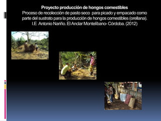 Proyecto producción de hongos comestibles
Proceso de recolección de pasto seco para picado y empacado como
parte del sustrato para la producción de hongos comestibles (orellana).
I.E Antonio Nariño. ElAnclar Montelíbano- Córdoba. (2012)
 