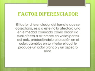 FACTOR DIFERENCIADOREl factor diferenciador del tomate que se cosechara, es q a este no lo afectara una enfermedad conocida como arcoíris la cual afecta a el tomate en varias partes del país, produciéndole alteración en el color, cambios en su interior el cual le produce un color blanco y un aspecto seco. 