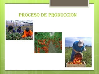 PROCESO DE PRODUCCION 