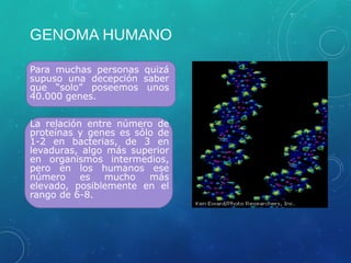 GENOMA HUMANO
Para muchas personas quizá
supuso una decepción saber
que “solo” poseemos unos
40.000 genes.
La relación entre número de
proteínas y genes es sólo de
1-2 en bacterias, de 3 en
levaduras, algo más superior
en organismos intermedios,
pero en los humanos ese
número es mucho más
elevado, posiblemente en el
rango de 6-8.
 