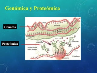 Genoma
Proteómica
Genómica y Proteómica
 