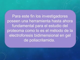 Para este fin los investigadores
poseen una herramienta hasta ahora
fundamental para el estudio del
proteoma como lo es el método de la
electroforesis bidimensional en gel
de poliacrilamida.
 