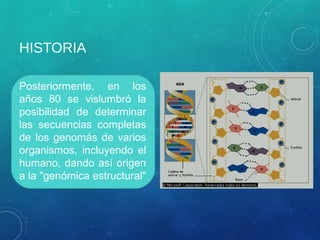 HISTORIA
Posteriormente, en los
años 80 se vislumbró la
posibilidad de determinar
las secuencias completas
de los genomás de varios
organismos, incluyendo el
humano, dando así origen
a la "genómica estructural"
 
