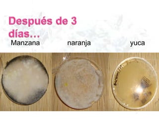 Manzana naranja yuca