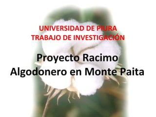 UNIVERSIDAD DE PIURA
TRABAJO DE INVESTIGACIÓN
Proyecto Racimo
Algodonero en Monte Paita
 