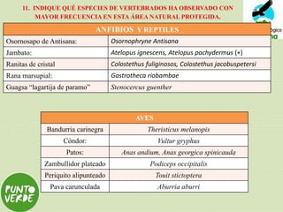 11. INDIQUE QUÉ ESPECIES DE VERTEBRADOS HA OBSERVADO CON
MAYOR FRECUENCIA EN ESTA ÁREA NATURAL PROTEGIDA.
ANFIBIOS Y REPTILES
Osornosapo de Antisana: Osornophryne Antisana
Jambato: Atelopus ignescens, Atelopus pachydermus (+)
Ranitas de cristal Colostethus fuliginosos, Colostethus jacobuspetersi
Rana marsupial: Gastrotheca riobambae
Guagsa “lagartija de paramo” Stenocercus guenther
AVES
Bandurria carinegra Theristicus melanopis
Cóndor: Vultur gryphus
Patos: Anas andium, Anas georgica spinicauda
Zambullidor plateado Podiceps occipitalis
Periquito alipunteado Touit stictoptera
Pava carunculada Aburria aburri
 
