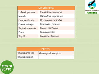 MAMÍFEROS
Lobo de páramo Pseudalopex culpaeus
Venado Odocoileus virginianus
Conejo silvestre Oryctolagus cuniculus
Oso de anteojos Tremarctos ornatus
Tapir de montaña Tapirus pinchaque
Puma Puma concolor
Tigrillo Leopardus tigrinus
PECES
Trucha arco iris Oncorhynchus mykiss
Trucha salmón
 