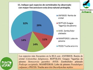 Las especies más frecuentes en la REA son: ANFIBIOS: Ranita de
cristal Colostethus fuliginosos, REPTILES: Guagsa "lagartija de
páramo Stenocercus guenther, AVES: Zambullidor plateado
Podiceps occipitalis, MAMÍFEROS: Lobo de páramo Pseudalopex
culpaeus y PECES: Trucha arco iris Oncorhynchus mykiss
 