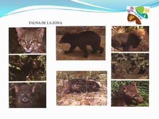 FAUNA DE LA ZONA
 