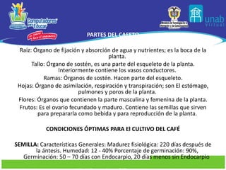 PARTES DEL CAFETO Raíz: Órgano de fijación y absorción de agua y nutrientes; es la boca de la planta. Tallo: Órgano de sostén, es una parte del esqueleto de la planta. Interiormente contiene los vasos conductores. Ramas: Órganos de sostén. Hacen parte del esqueleto. Hojas: Órgano de asimilación, respiración y transpiración; son El estómago, pulmones y poros de la planta. Flores: Órganos que contienen la parte masculina y femenina de la planta. Frutos: Es el ovario fecundado y maduro. Contiene las semillas que sirven para prepararla como bebida y para reproducción de la planta. CONDICIONES ÓPTIMAS PARA El CULTIVO DEL CAFÉ SEMILLA:  Características Generales: Madurez fisiológica: 220 días después de la ántesis. Humedad: 12 - 40% Porcentaje de germinación: 90%, Germinación: 50 – 70 días con Endocarpio, 20 días menos sin Endocarpio  Continuar conceptos libro “Escuela Café” 