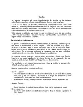 Guadua
La guadua pertenece al género de plantas de la familia de las poáceas,
orden Poales, subclase Liliidae, clase Liliopsida, división Magnoliophyta.
En el año de 1806 fue descrita por Humboldt y Bonpland quienes vieron esta
planta en Colombia y la llamaron Bambusa guadua, luego en 1822 fue clasificada
por Kunt como Guadua angustifolia. Se considera como una de las plantas nativas
más representativas de los bosques andinos.
Este recurso se utilizaba ya desde épocas remotas por parte de los primitivos
pobladores de los andes, y actualmente sigue siendo usada, especialmente en la
región centro-occidental de Colombia.

Características de la guadua

La guadua se caracteriza por una gran resistencia, durabilidad y fácil manejo, lo
que llevó a denominarla el acero vegetal. Crece de manera muy rápida,
alcanzando en cinco años la altura de treinta metros. En el clima adecuado,
como , puede crecer hasta once centímetros al día y lograr su altura total en
seis meses. Es un recurso sostenible y renovable, que se auto multiplica
vegetativamente, sin necesidad de semillas para reproducirse.
La guadua, posee, además, características ecológicas, siendo una fuente
importante de agua, ayudando, al mismo tiempo, en la regulación de los
caudales, en la captura de CO2 y en la purificación del ambiente.
Por otro lado, es un material supremamente liviano y flexible, lo que permite
utilizarlo en el campo industrial.
Algunas características notables según son:

Guadua Macana:
• Presenta coloración blanca debido al recubrimiento de un tejido blanquecino,
  reticulado y de tipo arenoso, esparcido a lo largo del entrenudo y más
  concentrado a nivel del nudo; los nudos son rectos.
• Acanaladura visible y prolongada hasta más allá de la mitad del entrenudo

Guadua Cebolla:

• Menor cantidad de esclerénquima o tejido duro, menor cantidad de haces
fibrovasculares.
• Diámetros en la parte media de la cepa mayores de 0.10 metros, espesores de
    0.01 metros.
 