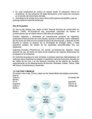 •  En corte longitudinal de culmos en estado adulto, la coloración interna es
   amarillenta, no hay presencia de tejido blanquecino y los nudos son convexos
   en el sentido del crecimiento del tallo.
• Acanaladura de la base de la yema hacia arriba apenas perceptible y que se
prolonga hasta la mitad del entrenudo.


Uso de la guadua
Su uso es tan antiguo que, según el libro ‘Nuevas técnicas de construcción en
Bambú’ (1978), en Ecuador se han encontrado improntas de bambú en
construcciones que se estima tienen 9.500 años de antigüedad.
Puentes colgantes y atirantados de impresionante precisión de ingeniería,
poderosas embarcaciones así como flautas, quenas y marimbas, fueron realizados
por los Incas con este recurso durante la época de preconquista, y después de ella
durante la colonia, la especie fue la encargada de proteger indios y hasta
pequeños pueblos del asedio de los españoles escondiéndolos tras sus
espesuras.
Colombia, Ecuador y Panamá son los países en América que registran mayor
tradición de uso, de hecho en estas zonas existieron las mayores extensiones de
la especie en el continente.
En Colombia la guadua ha sido sometida a grandes presiones deforestadoras; de
extensas áreas existentes ha pasado a pequeñas manchas boscosas ubicadas en
las orillas de los ríos y en los bosques húmedos de las laderas de montaña,
especialmente en los departamentos de Quindío, Risaralda, Caldas, Tolima, Valle
del Cauca, Cundinamarca y Santander.


1.2. CULTIVO Y MANEJO
En países como India, China y Japón se han desarrollado tecnologías avanzadas
para el
cultivo y                                                          el manejo del
Bambú.
En el                                                              siguiente
esquema                                                            resume el
cultivo y                                                          manejo del
bambu
 