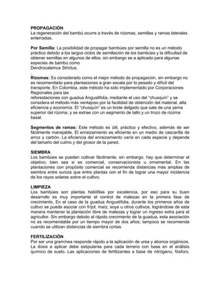 PROPAGACIÓN
La regeneración del bambú ocurre a través de rizomas, semillas y ramas laterales
enterradas.

Por Semilla: La posibilidad de propagar bambúes por semilla no es un método
práctico debido a los largos ciclos de semillación de los bambúes y la dificultad de
obtener semillas en algunos de ellos; sin embargo se a aplicado para algunas
especies de bambú como
Dendrocalamus Strictus.
.
Rizomas: Es considerado como el mejor método de propagación, sin embargo no
es recomendado para plantaciones a gran escala por lo pesado y difícil del
transporte. En Colombia, este método ha sido implementado por Corporaciones
Regionales para las
reforestaciones con guadua Angustifolia, mediante el uso del “chusquín” y se
considera el método más ventajoso por la facilidad de obtención del material, alta
eficiencia y economía. El “chusquín” es un brote delgado que sale de una yema
superior del rizoma, y se extrae con un segmento de tallo y un trozo de rizoma
basal.

Segmentos de ramas: Este método es útil, práctico y efectivo, además de ser
fácilmente manejable. El enraizamiento es eficiente en un medio de cascarilla de
arroz y carbón. La eficiencia del enraizamiento varía en cada especie y depende
del tamaño del culmo y del grosor de la pared.

SIEMBRA
Los bambúes se pueden cultivar fácilmente, sin embargo, hay que determinar el
objetivo, bien sea si es comercial, conservacionista u ornamental. En las
plantaciones con propósito comercial se recomienda distancias más amplias de
siembra entre surcos que entre plantas con el fin de lograr una mayor incidencia
de los rayos solares sobre el cultivo.

LIMPIEZA
Los bambúes son plantas heliófilas por excelencia, por eso para su buen
desarrollo es muy importante el control de malezas en la primera fase de
crecimiento. En el caso de la guadua Angustifolia, durante los primeros años de
cultivo se puede asociar con fríjol, maíz, soya u otros cultivos, lográndose de esta
manera mantener la plantación libre de malezas y lograr un ingreso extra para el
agricultor. Sin embargo debido al rápido crecimiento de la guadua, esta asociación
no es recomendable por un tiempo mayor de dos años; tampoco se recomienda
cuando se utilizan distancias de siembra cortas.

FERTILIZACIÓN
Por ser una gramínea responde rápido a la aplicación de urea y abonos orgánicos.
La dosis a aplicar debe estipularse para cada terreno con base en el análisis
químico de suelo. Las aplicaciones de fertilizantes a base de nitrógeno, fósforo,
 