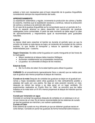 potasio y boro son necesarias para el buen desarrollo de la guadua Angustifolia
considerando siempre los requerimientos del suelo.

APROVECHAMIENTO
La explotación sistemática y regular, incrementa la producción de culmos y facilita
la cosecha, mientras que la explotación excesiva y continua, reduce la producción
de culmos y conduce a la extinción del cultivo.
En el caso de la guadua Angustifolia se ha comprobado que en un período de 5 a
años, la especie alcanza su pleno desarrollo con producción de guaduas
catalogadas como comerciales. A partir de este momento se debe seguir un plan
de aprovechamiento y mejoramiento igual al recomendado para guaduales
naturales.

CORTE
La época ideal para cosechar el bambú es durante el período seco ya que la
emisión de brotes en esta época es baja y el contenido de humedad de los culmos
también, lo que facilita el transporte y reduce la aparición de plagas y
enfermedades post – cosecha.

Según Creencias: Se debe cortar la guadua en cuarto menguante en las horas de
la madrugada
    • Mayor resistencia al ataque delos insectos Xilófagos
    • Aumentan notablemente sus propiedades mecánicas.
    • La guadua es vulnerable al ataque de los insectos.

Edad de Corte
  • De 3 a 6 años de edad. Es la edad óptima para utilizar la guadua

CURADO Es el procedimiento (generalmente físico o natural) que se realiza para
que la guadua sea menos propensa al ataque de insectos.

Curado en la mata Después de cortadas las guaduas se dejan en el guadual con
ramas y hojas recostadas sobre otras guaduas lo más verticalmente posible y
aisladas del suelo por una piedra. Se deja en esta posición durante un mes;
después se retiran las ramas y se deja secar en un lugar ventilado. En
experimentos realizados en Puerto Rico en 1940, se encontró que los tallos
tratados en la mata eran un 91.6% menos propensos al ataque de insectos que los
no tratados.

Curado por inmersión en agua
Consiste en sumergir las guaduas después de cortadas en un estanque o en un
río por menos de un mes. Es el menos recomendable de los sistemas de curado
ya que las guaduas se manchan y se vuelven quebradizas.
Curado al Calor
Este sistema de curado es muy eficiente ya que se obtienen guaduas secas en
corto tiempo. Consiste en poner las guaduas de forma horizontal sobre brasas a
 