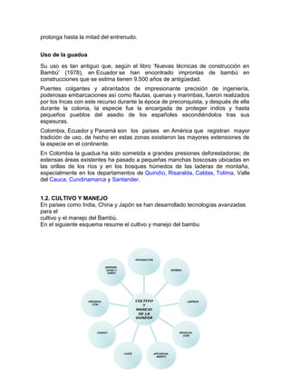 prolonga hasta la mitad del entrenudo.
Uso de la guadua
Su uso es tan antiguo que, según el libro ‘Nuevas técnicas de construcción en
Bambú’ (1978), en Ecuador se han encontrado improntas de bambú en
construcciones que se estima tienen 9.500 años de antigüedad.
Puentes colgantes y atirantados de impresionante precisión de ingeniería,
poderosas embarcaciones así como flautas, quenas y marimbas, fueron realizados
por los Incas con este recurso durante la época de preconquista, y después de ella
durante la colonia, la especie fue la encargada de proteger indios y hasta
pequeños pueblos del asedio de los españoles escondiéndolos tras sus
espesuras.
Colombia, Ecuador y Panamá son los países en América que registran mayor
tradición de uso, de hecho en estas zonas existieron las mayores extensiones de
la especie en el continente.
En Colombia la guadua ha sido sometida a grandes presiones deforestadoras; de
extensas áreas existentes ha pasado a pequeñas manchas boscosas ubicadas en
las orillas de los ríos y en los bosques húmedos de las laderas de montaña,
especialmente en los departamentos de Quindío, Risaralda, Caldas, Tolima, Valle
del Cauca, Cundinamarca y Santander.
1.2. CULTIVO Y MANEJO
En países como India, China y Japón se han desarrollado tecnologías avanzadas
para el
cultivo y el manejo del Bambú.
En el siguiente esquema resume el cultivo y manejo del bambu
 