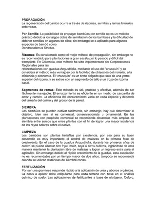 PROPAGACIÓN
La regeneración del bambú ocurre a través de rizomas, semillas y ramas laterales
enterradas.
Por Semilla: La posibilidad de propagar bambúes por semilla no es un método
práctico debido a los largos ciclos de semillación de los bambúes y la dificultad de
obtener semillas en algunos de ellos; sin embargo se a aplicado para algunas
especies de bambú como
Dendrocalamus Strictus.
.
Rizomas: Es considerado como el mejor método de propagación, sin embargo no
es recomendado para plantaciones a gran escala por lo pesado y difícil del
transporte. En Colombia, este método ha sido implementado por Corporaciones
Regionales para las
reforestaciones con guadua Angustifolia, mediante el uso del “chusquín” y se
considera el método más ventajoso por la facilidad de obtención del material, alta
eficiencia y economía. El “chusquín” es un brote delgado que sale de una yema
superior del rizoma, y se extrae con un segmento de tallo y un trozo de rizoma
basal.
Segmentos de ramas: Este método es útil, práctico y efectivo, además de ser
fácilmente manejable. El enraizamiento es eficiente en un medio de cascarilla de
arroz y carbón. La eficiencia del enraizamiento varía en cada especie y depende
del tamaño del culmo y del grosor de la pared.
SIEMBRA
Los bambúes se pueden cultivar fácilmente, sin embargo, hay que determinar el
objetivo, bien sea si es comercial, conservacionista u ornamental. En las
plantaciones con propósito comercial se recomienda distancias más amplias de
siembra entre surcos que entre plantas con el fin de lograr una mayor incidencia
de los rayos solares sobre el cultivo.
LIMPIEZA
Los bambúes son plantas heliófilas por excelencia, por eso para su buen
desarrollo es muy importante el control de malezas en la primera fase de
crecimiento. En el caso de la guadua Angustifolia, durante los primeros años de
cultivo se puede asociar con fríjol, maíz, soya u otros cultivos, lográndose de esta
manera mantener la plantación libre de malezas y lograr un ingreso extra para el
agricultor. Sin embargo debido al rápido crecimiento de la guadua, esta asociación
no es recomendable por un tiempo mayor de dos años; tampoco se recomienda
cuando se utilizan distancias de siembra cortas.
FERTILIZACIÓN
Por ser una gramínea responde rápido a la aplicación de urea y abonos orgánicos.
La dosis a aplicar debe estipularse para cada terreno con base en el análisis
químico de suelo. Las aplicaciones de fertilizantes a base de nitrógeno, fósforo,
 
