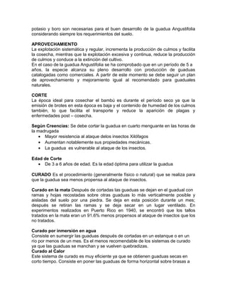 potasio y boro son necesarias para el buen desarrollo de la guadua Angustifolia
considerando siempre los requerimientos del suelo.
APROVECHAMIENTO
La explotación sistemática y regular, incrementa la producción de culmos y facilita
la cosecha, mientras que la explotación excesiva y continua, reduce la producción
de culmos y conduce a la extinción del cultivo.
En el caso de la guadua Angustifolia se ha comprobado que en un período de 5 a
años, la especie alcanza su pleno desarrollo con producción de guaduas
catalogadas como comerciales. A partir de este momento se debe seguir un plan
de aprovechamiento y mejoramiento igual al recomendado para guaduales
naturales.
CORTE
La época ideal para cosechar el bambú es durante el período seco ya que la
emisión de brotes en esta época es baja y el contenido de humedad de los culmos
también, lo que facilita el transporte y reduce la aparición de plagas y
enfermedades post – cosecha.
Según Creencias: Se debe cortar la guadua en cuarto menguante en las horas de
la madrugada
• Mayor resistencia al ataque delos insectos Xilófagos
• Aumentan notablemente sus propiedades mecánicas.
• La guadua es vulnerable al ataque de los insectos.
Edad de Corte
• De 3 a 6 años de edad. Es la edad óptima para utilizar la guadua
CURADO Es el procedimiento (generalmente físico o natural) que se realiza para
que la guadua sea menos propensa al ataque de insectos.
Curado en la mata Después de cortadas las guaduas se dejan en el guadual con
ramas y hojas recostadas sobre otras guaduas lo más verticalmente posible y
aisladas del suelo por una piedra. Se deja en esta posición durante un mes;
después se retiran las ramas y se deja secar en un lugar ventilado. En
experimentos realizados en Puerto Rico en 1940, se encontró que los tallos
tratados en la mata eran un 91.6% menos propensos al ataque de insectos que los
no tratados.
Curado por inmersión en agua
Consiste en sumergir las guaduas después de cortadas en un estanque o en un
río por menos de un mes. Es el menos recomendable de los sistemas de curado
ya que las guaduas se manchan y se vuelven quebradizas.
Curado al Calor
Este sistema de curado es muy eficiente ya que se obtienen guaduas secas en
corto tiempo. Consiste en poner las guaduas de forma horizontal sobre brasas a
 