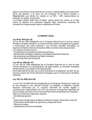 agemur que perfora exclusivamente los renuevos, indispensables en la producción
anual del guadual, y la larva de una mariposa de la familia Arctidae o
Megallophidae que defolia los rodales en un 80% - 90% observándose sin
embargo una rápida recuperación.
Los hongos afectan sobre todo el follaje; cuando atacan los culmos en su fase
juvenil se observa una coloración especial. Bajo condiciones excesivas de
humedad los hongos pueden atacar mortalmente al rizoma.
4.3 MARCO LEGAL.
Ley 99 de 1993 (dic 22)
La Ley 99 de 1993 establecida por el Congreso Nacional por la cual se crea el
Ministerio de Medio Ambiente, se ordena el sector público encargado de la gestión
y conservación del medio ambiente y los recursos naturales renovables, se
organiza el Sistema Nacional Ambiental, SINA y se dictan otras disposiciones.
Los capítulos de esta Ley son:
- Fundamentos de la política ambiental colombiana.
- Del Ministerio del Medio Ambiente y del Sistema Nacional Ambiental.
- De la estructura del Ministerio de Medio Ambiente.
- Del Consejo Nacional Ambiental.
Ley 344 de 1996 (dic 27)
La Ley 344 de 1996 establecida por el Congreso Nacional por la cual se dicta
normas tendientes a la racionalización del gasto público, se conceden facultades
extraordinarias y se expiden otras disposiciones.
El principal aporte de esta Ley al tema ambiental es la asignación del 20% de los
recursos propios del Fondo Nacional de Regalías para la Preservación del Medio
Ambiente.
Ley 1021 de 2006 (abril 20)
La Ley 1021 de 2006 (abril 20) establecida por el Congreso Nacional por medio de
la cual reexpide la Ley General Forestal, se establece el Régimen Forestal
Nacional conformado por un conjunto coherente de normas legales y
coordinaciones institucionales con el fin de promover el desarrollo sostenible del
sector forestal colombiano en el marco del Plan Nacional de Reservas Forestales.
Esta Ley enmarca los siguientes capítulos.
- Normatividad general.
41
- Atribuciones del Ministerio de Medio Ambiente Vivienda y Desarrollo Territorial.
- Atribuciones del Ministerio de Agricultura y Desarrollo Rural.
- Planes de manejo.
- Clasificación de terrenos forestales.
 