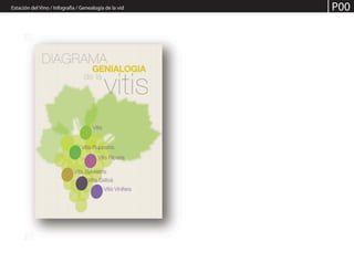 Estación del Vino / Infografía / Genealogía de la vid P00
 