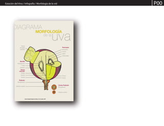 Estación del Vino / Infografía / Morfología de la vid P00
 