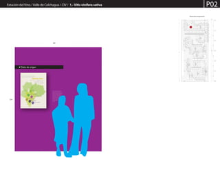 Estación del Vino / Valle de Colchagua / CIV / 1.- Vitis vinífera sativa P02
Planta de la Exposición
2,4
2,0
Con la intervención del ser
humano sobre las vides, la
especie Vitis Vinífera silvestris,
evoluciona hasta alcanzar la
condición de Vitis vinífera
sativa, que concentra grandes
cantidades de azúcares
(glucosa y levulosa), y produce
un mosto dulce y agradable
que al fermentar se convierte
en vino.
Data de origen
 