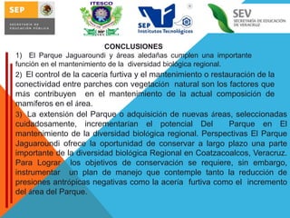 CONCLUSIONES
1) El Parque Jaguaroundi y áreas aledañas cumplen una importante
función en el mantenimiento de la diversidad biológica regional.
2) El control de la cacería furtiva y el mantenimiento o restauración de la

conectividad entre parches con vegetación natural son los factores que
más contribuyen en el mantenimiento de la actual composición de
mamíferos en el área.
3) La extensión del Parque o adquisición de nuevas áreas, seleccionadas
cuidadosamente, incrementarían el potencial Del
Parque en El
mantenimiento de la diversidad biológica regional. Perspectivas El Parque
Jaguaroundi ofrece la oportunidad de conservar a largo plazo una parte
importante de la diversidad biológica Regional en Coatzacoalcos, Veracruz.
Para Lograr los objetivos de conservación se requiere, sin embargo,
instrumentar un plan de manejo que contemple tanto la reducción de
presiones antrópicas negativas como la acería furtiva como el incremento
del área del Parque.

 