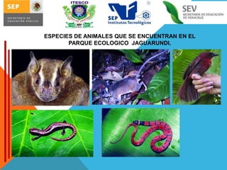 ESPECIES DE ANIMALES QUE SE ENCUENTRAN EN EL
PARQUE ECOLOGICO JAGUARUNDI.

 