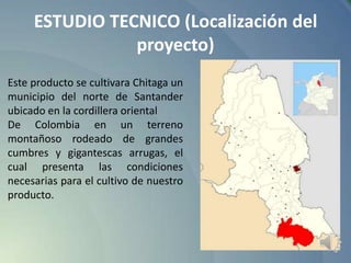 ESTUDIO TECNICO (Localización del
proyecto)
Este producto se cultivara Chitaga un
municipio del norte de Santander
ubicado en la cordillera oriental
De Colombia en un terreno
montañoso rodeado de grandes
cumbres y gigantescas arrugas, el
cual presenta las condiciones
necesarias para el cultivo de nuestro
producto.

 