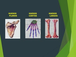 HUESOS
PLANOS
HUESOS
CORTOS
HUESOS
LARGOS
 