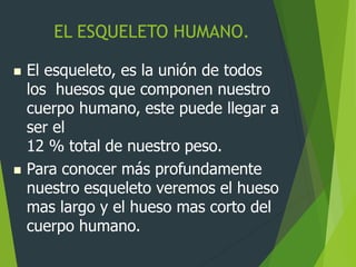 EL ESQUELETO HUMANO.
 El esqueleto, es la unión de todos
los huesos que componen nuestro
cuerpo humano, este puede llegar a
ser el
12 % total de nuestro peso.
 Para conocer más profundamente
nuestro esqueleto veremos el hueso
mas largo y el hueso mas corto del
cuerpo humano.
 
