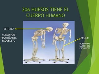 206 HUESOS TIENE EL
CUERPO HUMANO
FÉMUR
HUESO MAS
LARGO DEL
ESQUELETO
ESTRIBO
HUESO MAS
PEQUEÑO DEL
ESQUELETO
 