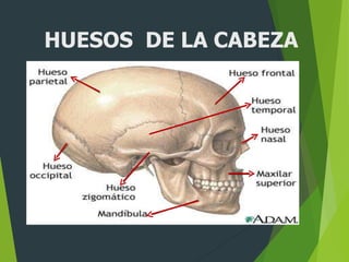 HUESOS DE LA CABEZA
 