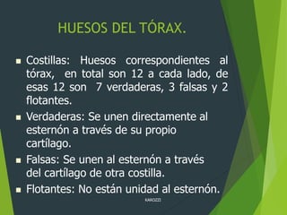KAROZZI
HUESOS DEL TÓRAX.
 Costillas: Huesos correspondientes al
tórax, en total son 12 a cada lado, de
esas 12 son 7 verdaderas, 3 falsas y 2
flotantes.
 Verdaderas: Se unen directamente al
esternón a través de su propio
cartílago.
 Falsas: Se unen al esternón a través
del cartílago de otra costilla.
 Flotantes: No están unidad al esternón.
 
