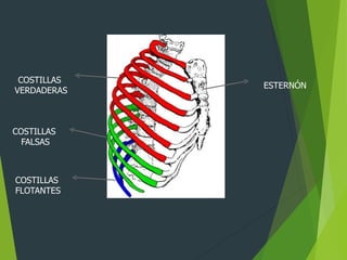 ESTERNÓN
COSTILLAS
FLOTANTES
COSTILLAS
FALSAS
COSTILLAS
VERDADERAS
 