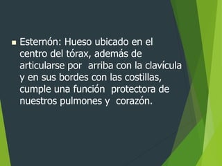  Esternón: Hueso ubicado en el
centro del tórax, además de
articularse por arriba con la clavícula
y en sus bordes con las costillas,
cumple una función protectora de
nuestros pulmones y corazón.
 