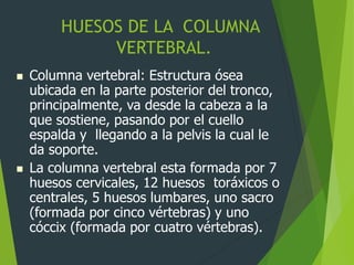HUESOS DE LA COLUMNA
VERTEBRAL.
 Columna vertebral: Estructura ósea
ubicada en la parte posterior del tronco,
principalmente, va desde la cabeza a la
que sostiene, pasando por el cuello
espalda y llegando a la pelvis la cual le
da soporte.
 La columna vertebral esta formada por 7
huesos cervicales, 12 huesos toráxicos o
centrales, 5 huesos lumbares, uno sacro
(formada por cinco vértebras) y uno
cóccix (formada por cuatro vértebras).
 