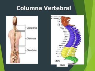 Columna Vertebral
sacro
coxis
 